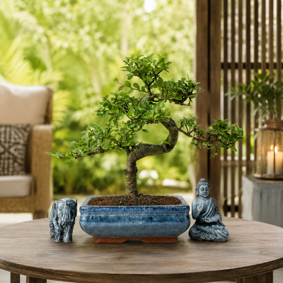 Yorkshire Bonsai Chinese Elm Bonsai Tree 20cm Pot