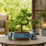 Yorkshire Bonsai Chinese Elm Bonsai Tree 20cm Pot