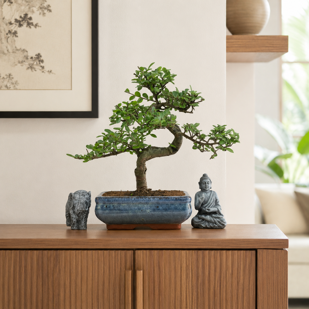 Yorkshire Bonsai Chinese Elm Bonsai Tree 20cm Pot