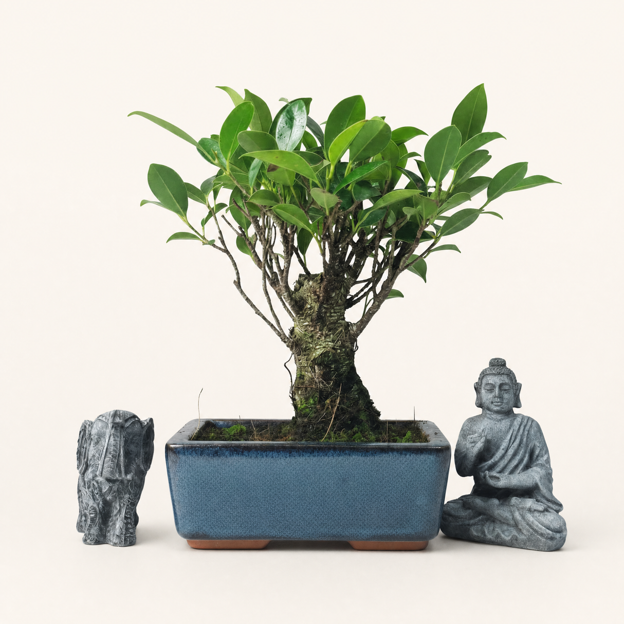 Yorkshire Bonsai Ficus Microcarpa Banyan Fig Indoor Bonsai Tree - 15cm