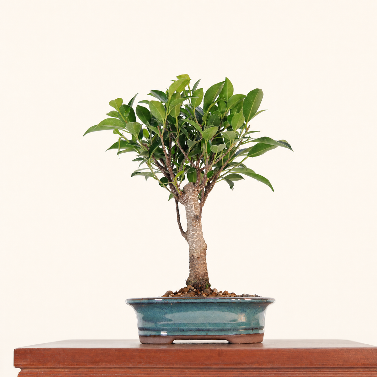 Yorkshire Bonsai Ficus Microcarpa Bonsai Tree Pot Gift - 16cm