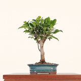 Yorkshire Bonsai Ficus Microcarpa Bonsai Tree Pot Gift - 16cm