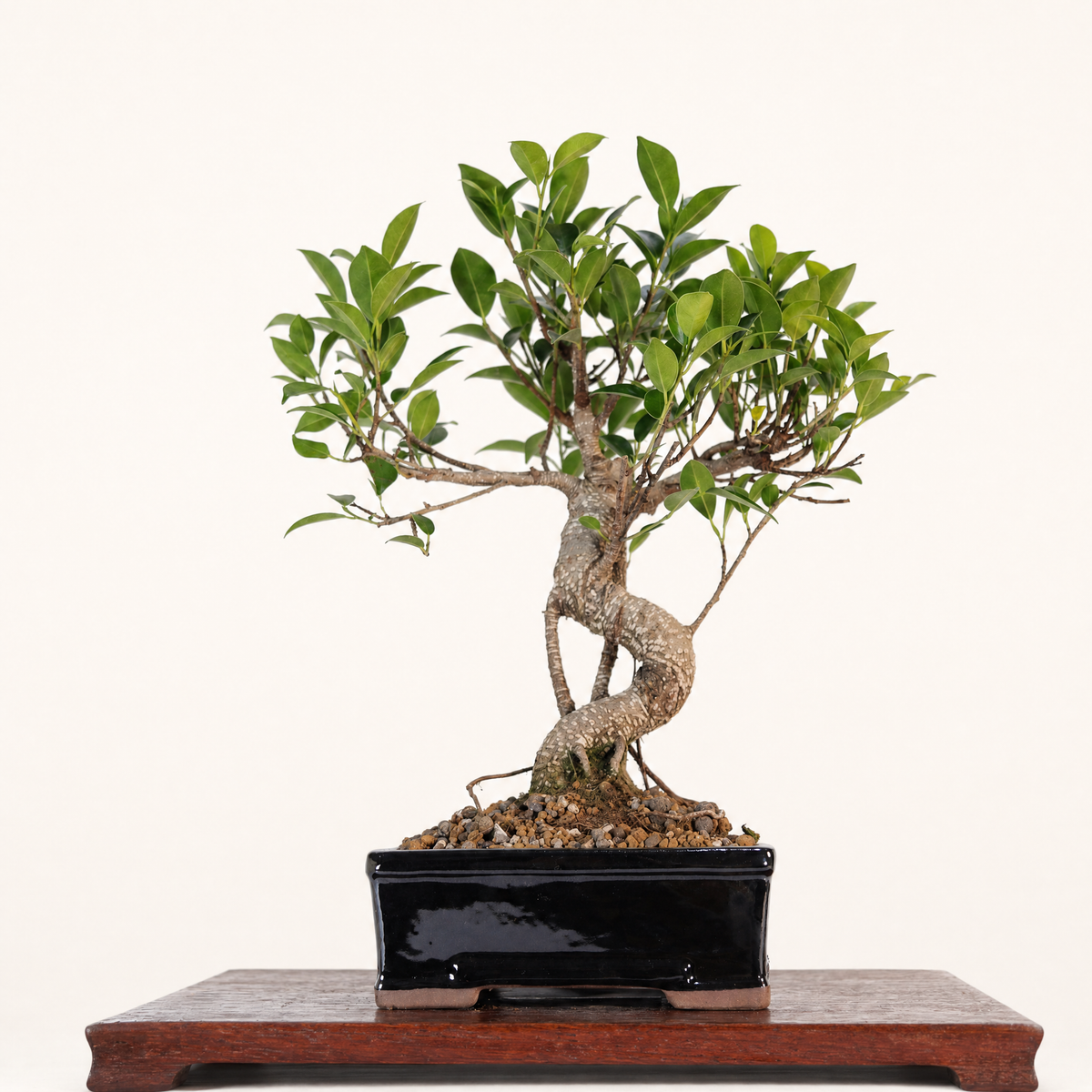 Yorkshire Bonsai Ficus Microcarpa Bonsai Tree Pot - 16cm