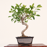 Yorkshire Bonsai Ficus Microcarpa Bonsai Tree Pot - 16cm