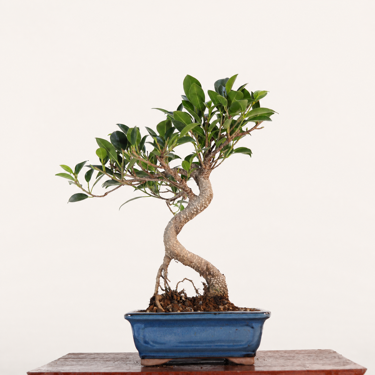 Yorkshire Bonsai Ficus Microcarpa Bonsai Tree Pot - 16cm