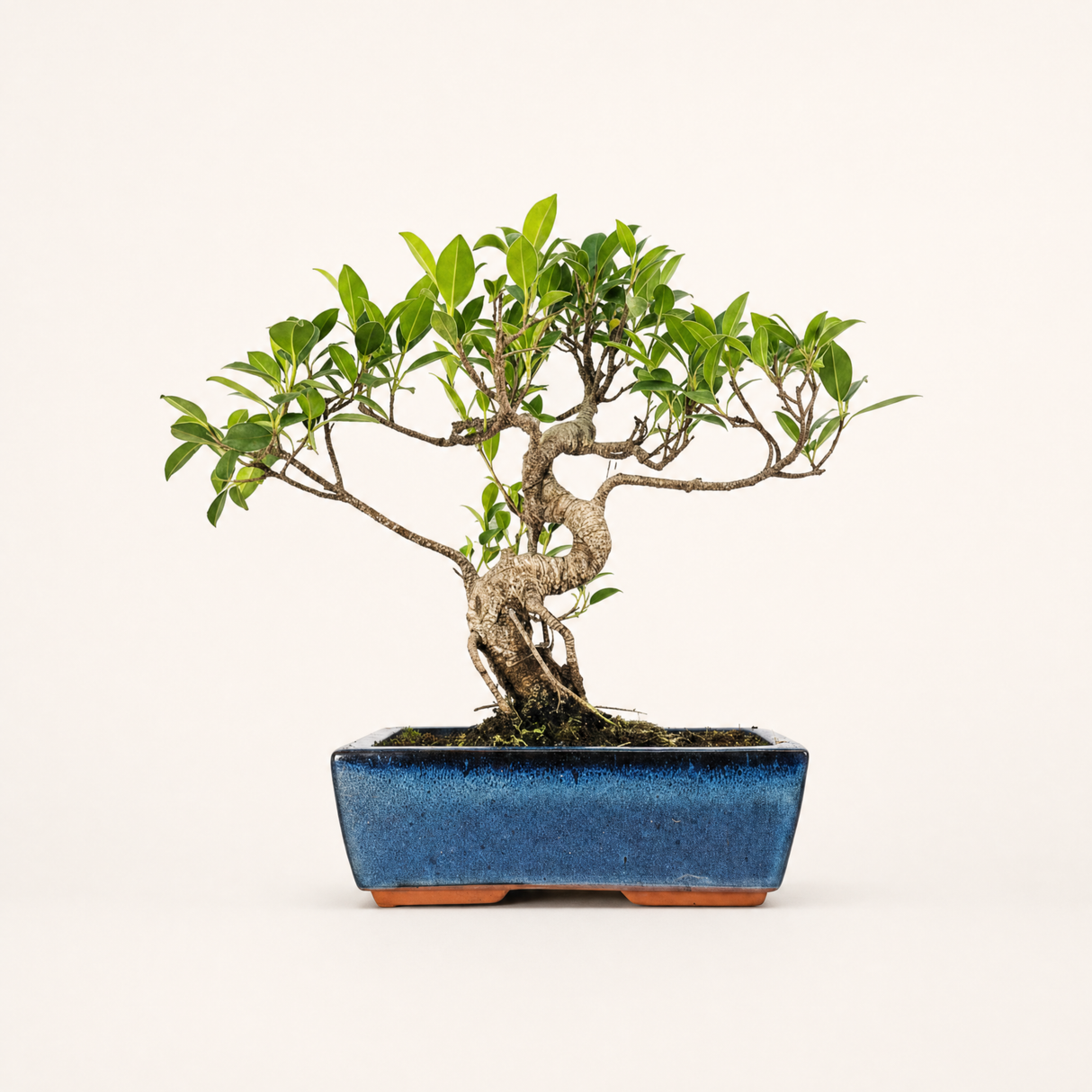 Yorkshire Bonsai Ficus Microcarpa Bonsai Tree in 25cm Pot