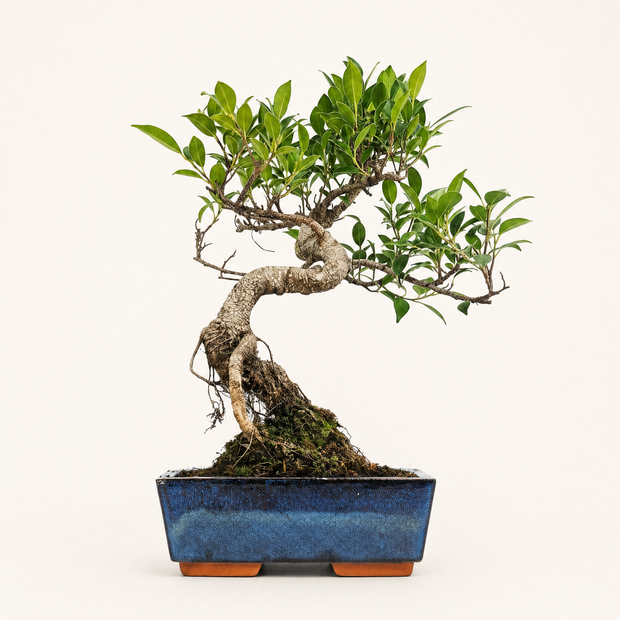 Yorkshire Bonsai Ficus Microcarpa Bonsai Tree - 20cm