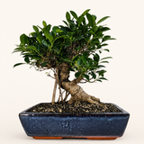 Yorkshire Bonsai Ficus Microcarpa Bonsai Tree - 35cm