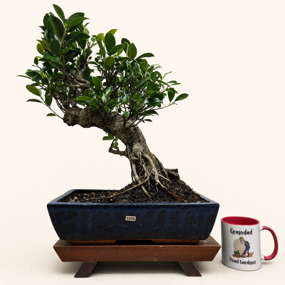 Yorkshire Bonsai Ficus Microcarpa Bonsai Tree - 35cm