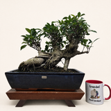 Yorkshire Bonsai Ficus Microcarpa Bonsai Tree - 35cm