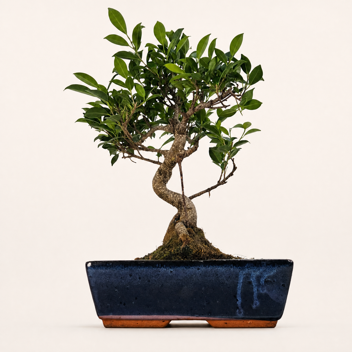 Yorkshire Bonsai Ficus Microcarpa Bonsai Tree - 30cm