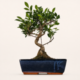 Yorkshire Bonsai Ficus Microcarpa Bonsai Tree - 30cm