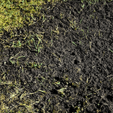Dandy's Green Again Lawn Reviver
