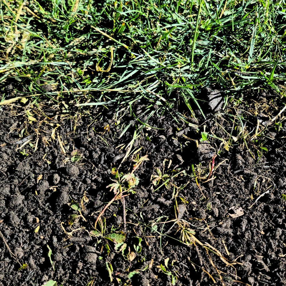 Dandy's Green Again Lawn Reviver