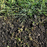 Dandy's Green Again Lawn Reviver