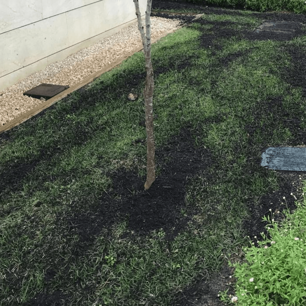 Dandy's Green Again Lawn Reviver