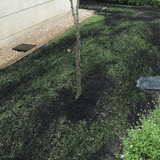 Dandy's Green Again Lawn Reviver
