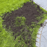 Dandy's Green Again Lawn Reviver