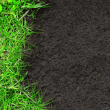 Dandy's Green Again Lawn Reviver