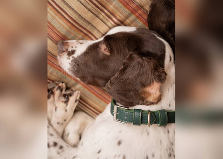 Ralph & Co Green Leather Dog Collar