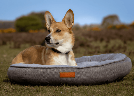 Ralph & Co Balmoral Luxury Donut Dog Bed