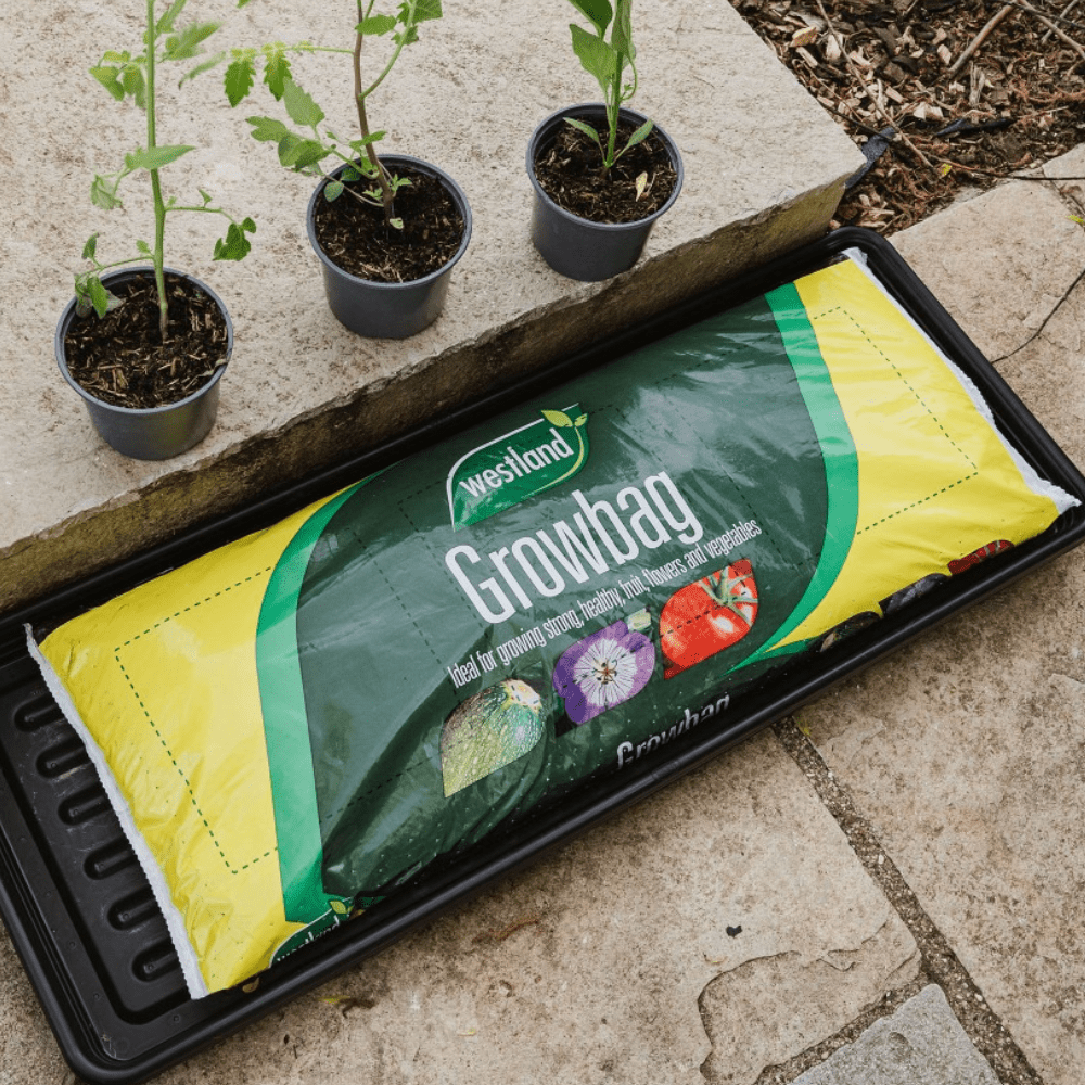 Dandy's Growbag Bulk Buy
