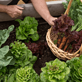 Dandy's Allotment Pack - Topsoil, Compost, Grit and Membrane