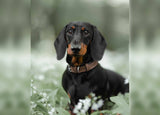 Ralph & Co Herringbone Leather Dog Collar - Lincoln