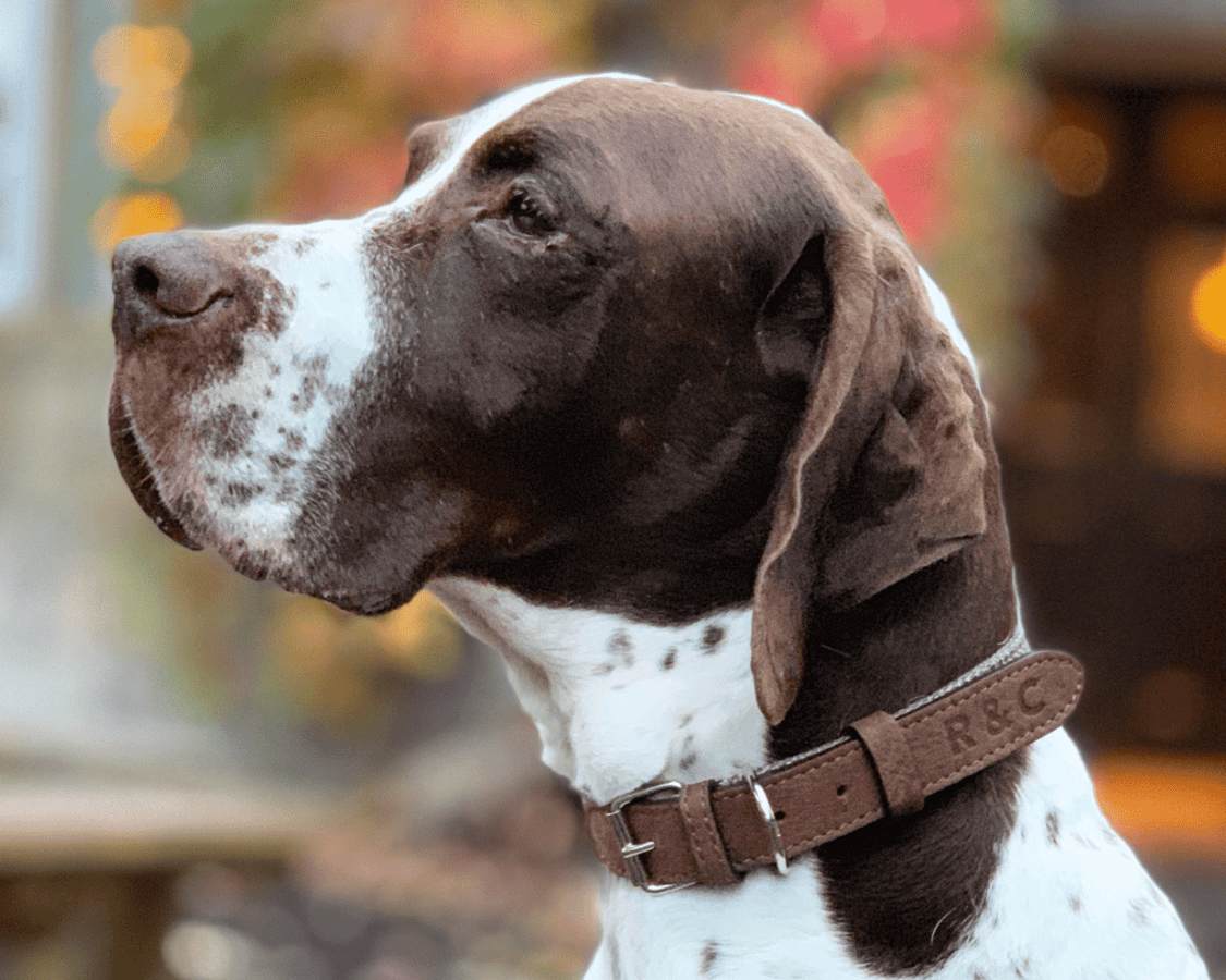 Ralph & Co Herringbone Leather Dog Collar - Lincoln