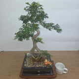 Yorkshire Bonsai Chinese Elm Bonsai Tree Pot Premium Bundle - 26cm