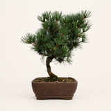 Yorkshire Bonsai Japanese White Pine Bonsai Tree Pot - 25cm