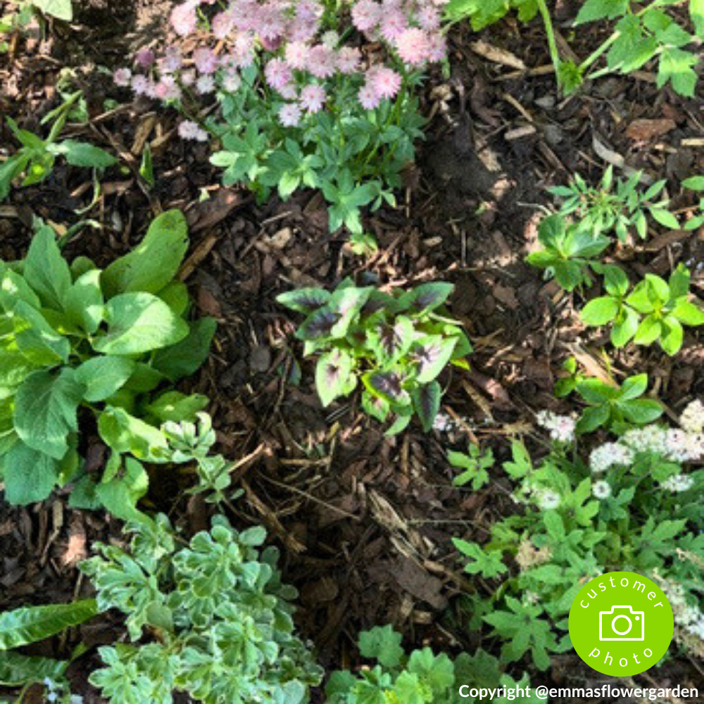 Dandy’s Landscaping Garden Bark Mulch