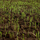 Dandy's Fill & Fix Lawn Patch Repair Blend