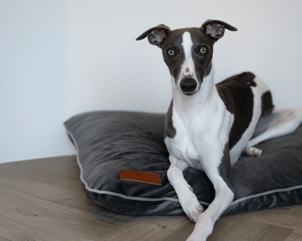 Ralph & Co Luxury Grey Memory Foam Crate Bed