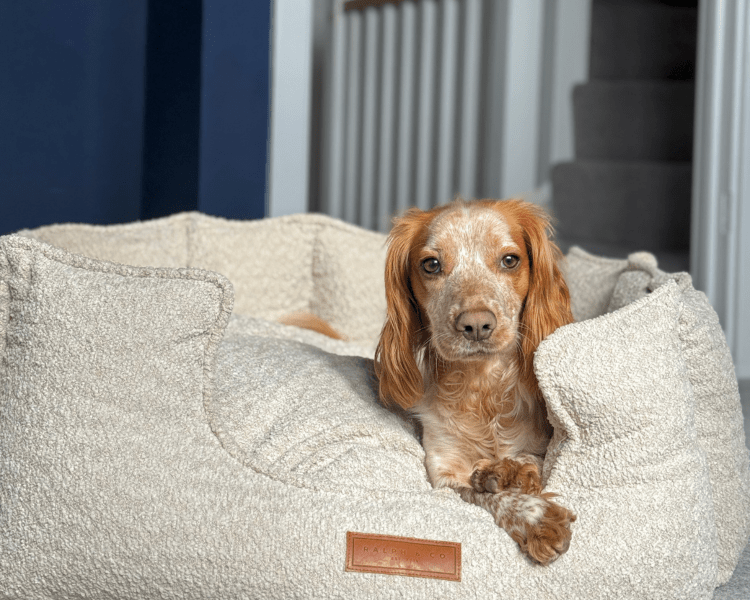 Ralph & Co Cotswold Luxury Boucle Dog Bed