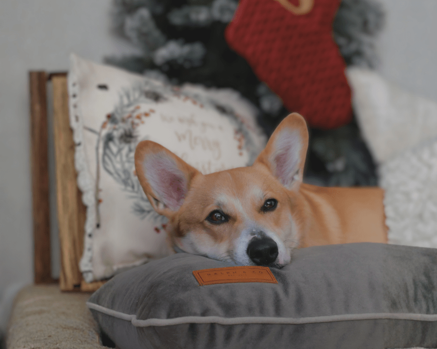 Ralph & Co Luxury Grey Memory Foam Crate Bed