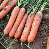 AllotMate Essentials RHS Carrot Marion F1 Seeds – Nantes Variety