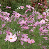 AllotMate Essentials RHS Cosmos Sensation Pinkie Seeds 150