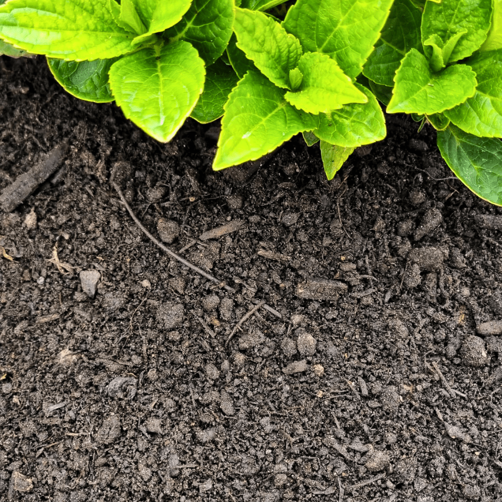Dandy’s Multi‑Purpose Welsh Compost