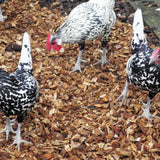 Dandy’s Chicken Coop Chips