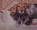 Ralph & Co Chatsworth Luxury Memory Foam Dog Bed