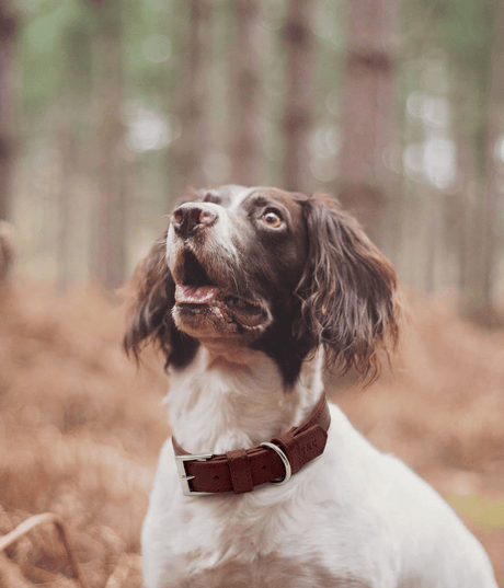 Ralph & Co Oxblood Red Leather Dog Collar