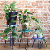 Yorkshire Bonsai Set of 3 Albasia Wood Plant Stands Turtle