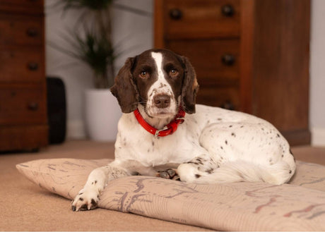 Ralph & Co Red Leather Dog Collar