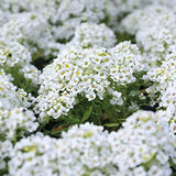 AllotMate Essentials RHS Alyssum Snowdrift Seeds 1500 Seeds