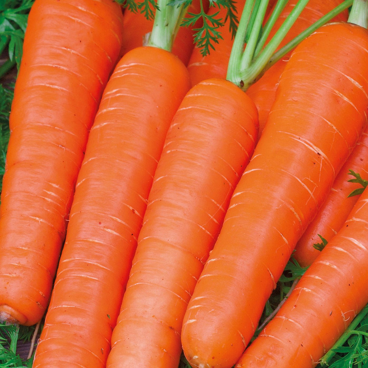 AllotMate Essentials RHS Carrot Maestro F1 Seeds – Nantes Variety