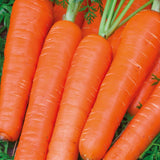AllotMate Essentials RHS Carrot Maestro F1 Seeds – Nantes Variety