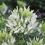 AllotMate Essentials RHS Cleome Helen Campbell Seeds 250