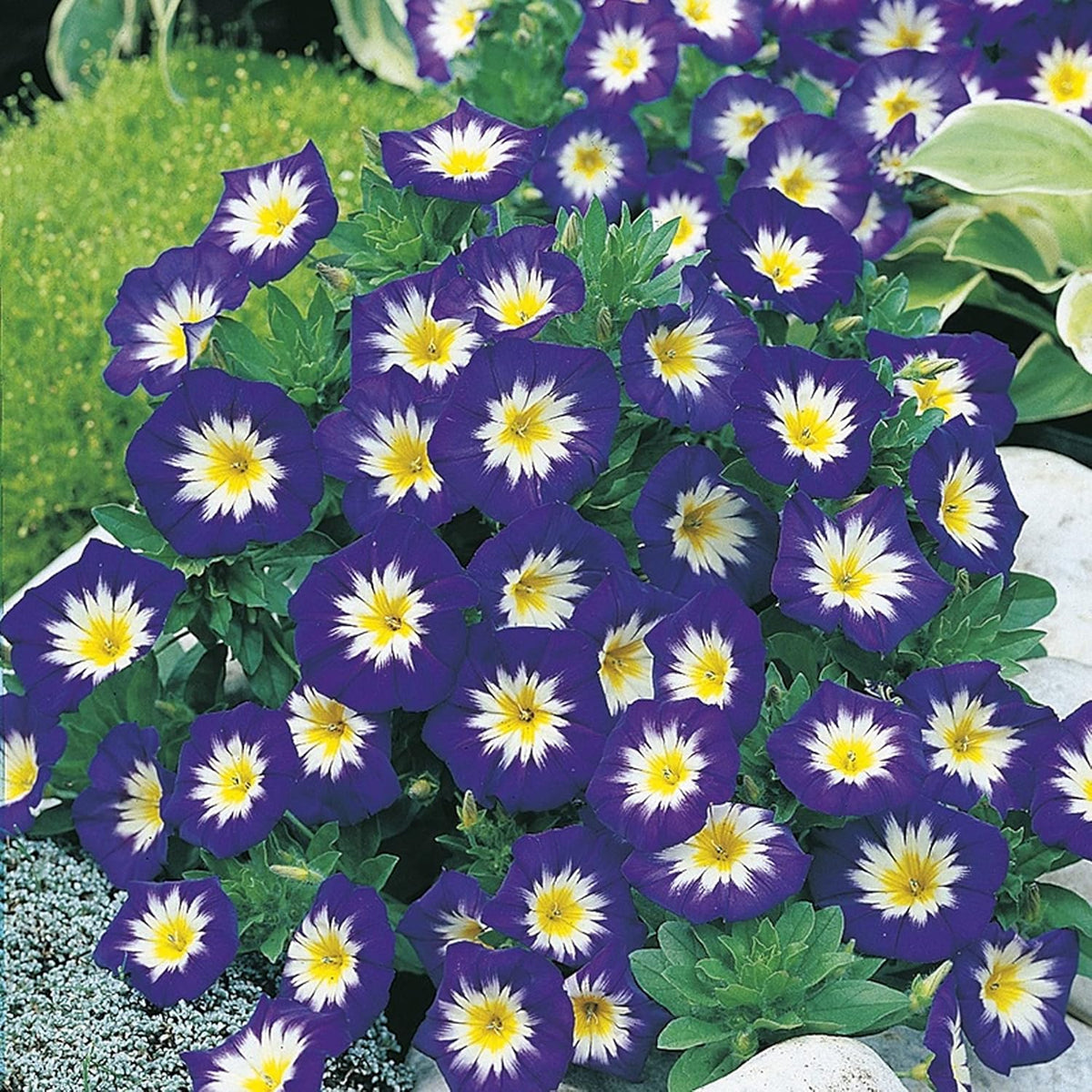 AllotMate Essentials RHS Coreopsis Early Sunrise Seeds 200