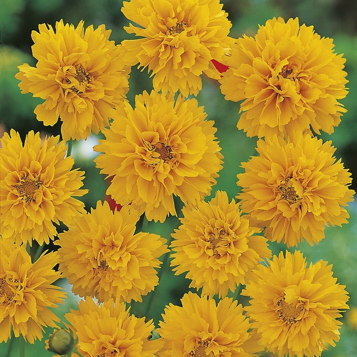 AllotMate Essentials RHS Coreopsis Early Sunrise Seeds 200